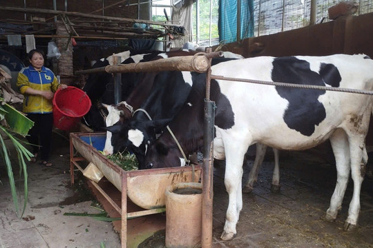 13 tấn sữa mỗi ngày có nguy cơ bị đổ bỏ, người nuôi bò sữa ở Phú Thọ lo lắng như 'ngồi trên lửa'