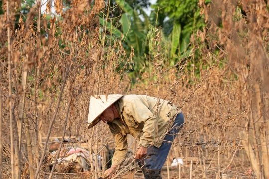 Đào Nhật Tân chết khô chết héo