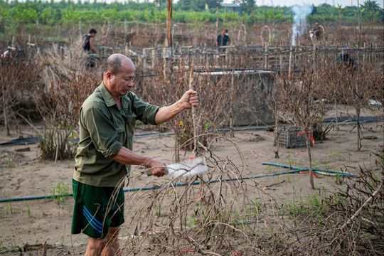 Thủ phủ đào miền Bắc xác xơ sau bão số 11, nông dân lo Tết này chỉ còn cành khô