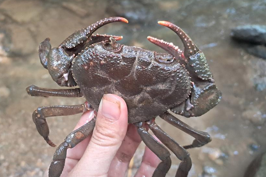 Đặc sản ngọt thịt, đắt đỏ nhưng có tiền chưa chắc mua được, dân sành ăn săn lùng đỏ mắt