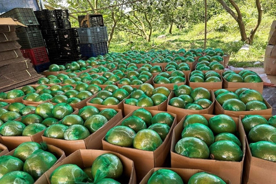 Không phải sầu riêng, loại quả của Việt Nam khiến cựu Thứ trưởng Bộ Nông nghiệp Mỹ phải tấm tắc khen ngon: Sản lượng 1 triệu tấn/năm, vừa có thêm 'visa' sang Úc