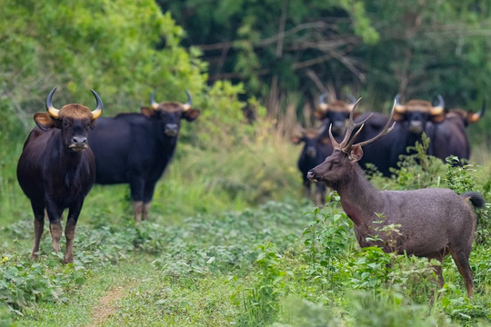 Vườn Quốc gia gần 72.000ha của Việt Nam giành 4 giải thưởng quốc tế