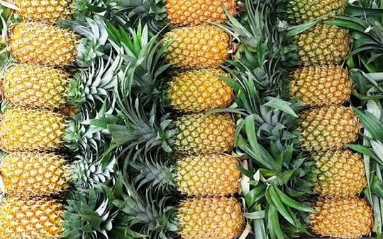 Loại quả Việt vươn ra thế giới, trở thành 'ngôi sao mới' ngành xuất khẩu nông sản: Mang về 8 triệu USD sau 9 tháng, Nga - Mỹ cực kỳ ưa chuộng