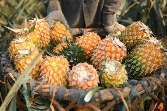 Không phải thanh long hay sầu riêng, đây mới là loại quả có tốc độ tăng trưởng xuất khẩu nhanh nhất hiện nay lên tới hơn 400%