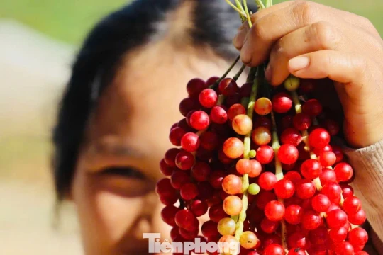'Hạt ngọc trời' là gì, đắt đỏ ra sao mà người dân kéo nhau lên núi tìm kiếm?