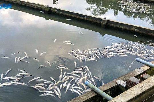 Nông dân bàng hoàng nhìn 45 tấn cá tầm chết trắng bể sau hai ngày mưa lớn