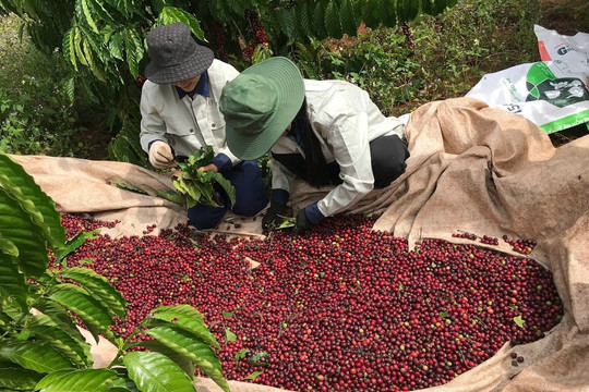 Giá cà phê tăng cao, nhà vườn trả công 1 triệu/ngày vẫn không đủ người hái