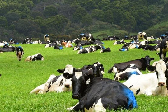 Gần 10.000 con bò của Tập đoàn TH đã lập nên thành tích ấn tượng tại Nga