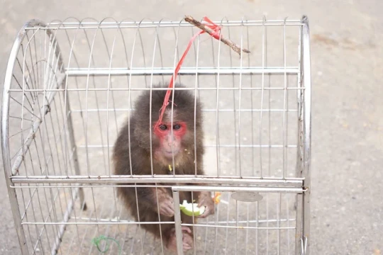 Cứu cá thể khỉ mặt đỏ quý hiếm