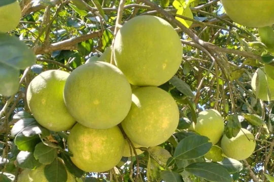 Huế vào mùa quả ngọt thanh, ruột giòn, hương thơm không nơi nào có