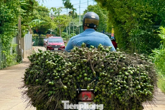 Cau rớt giá thảm hại vì thương lái Trung Quốc bất ngờ 'quay xe'