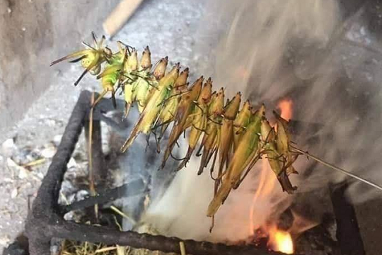Đặc sản 'tôm bay' hiếm có đắt ngang tôm hùm: Dân sành ăn săn lùng khắp nơi, có tiền chưa chắc mua được