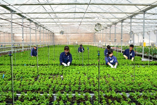 Làm nông thu nhập gần 50 triệu/tháng, lao động Việt 'đổi đời' ở xứ kim chi