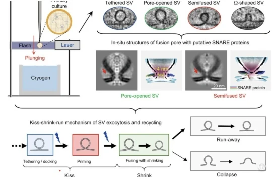 Lần đầu tiên ghi lại khoảnh khắc tế bào thần kinh ‘hôn và chạy’