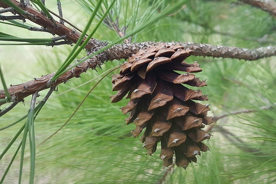 Loại hạt xưa rụng đầy gốc không ai nhặt nay thành 'vàng ròng' được thế giới săn lùng, giá tăng chóng mặt