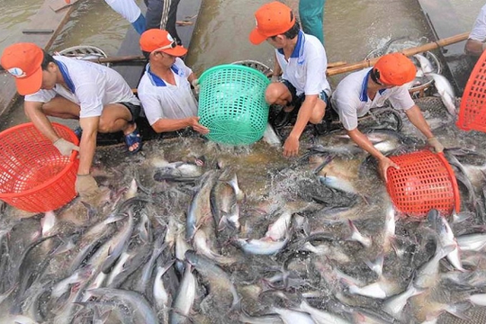 'Mỏ vàng tỷ đô' của Việt Nam thu gần 1,6 tỷ USD trong 9 tháng: Mỹ - Trung - Nhật đua nhau mua, thế giới nuôi nhưng chỉ nước ta tạo ra ngành công nghiệp