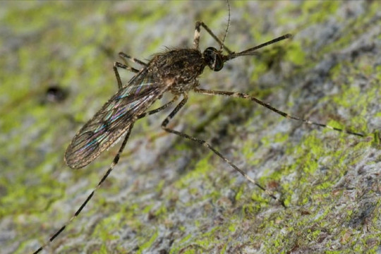 Lần đầu tiên muỗi xuất hiện ở Iceland, giới khoa học cảnh báo điều đáng lo ngại