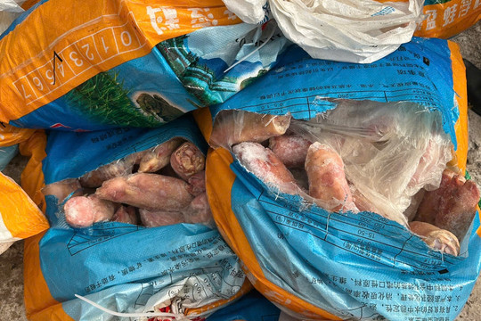 Kinh hoàng phát hiện xe tải chở 300kg chân lợn đang phân hủy, chuẩn bị tuồn ra thị trường