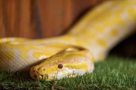 Phát hiện bất ngờ về nước tiểu của rắn