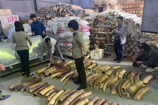 Tiêu hủy 615kg ngà voi buôn lậu từ châu Phi qua cảng Hải Phòng