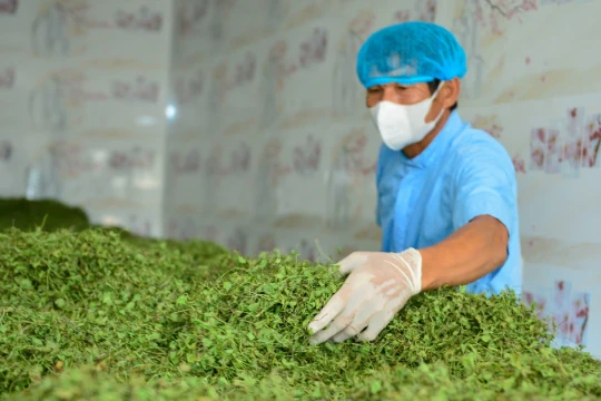 Nông dân Thanh Hóa giàu lên nhờ rau má