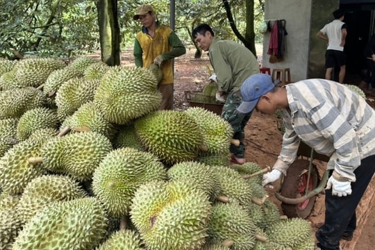 Sầu riêng ách tắc xuất khẩu vì gián đoạn kiểm nghiệm, nông dân thiệt hại nặng giữa 'mùa vàng'