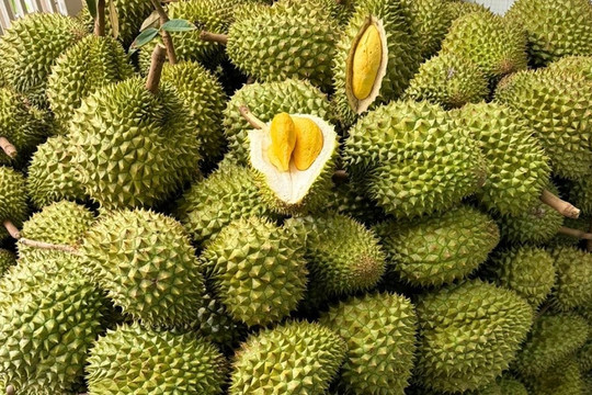 Gần 2.000 container 'quả tỷ đô' lại đang nằm đường, thương lái ngừng thu mua khiến nông dân lòng như lửa đốt