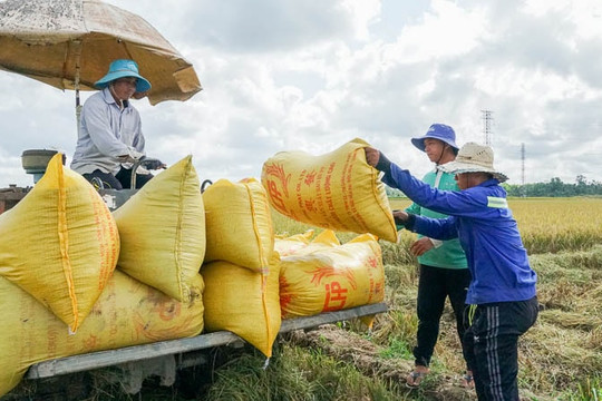 'Hạt vàng' của Việt Nam tạo kỳ tích tại Cuba