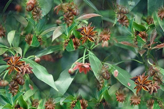 Loài hoa quý hiếm khiến thế giới mê mẩn, chỉ vài nước trồng được: Việt Nam vừa thu về hơn 44 triệu USD, sản lượng 22.000 tấn/năm