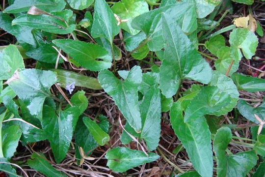 Cây dại mọc đầy bờ rào xưa chẳng ai ngó đến, nay thành đặc sản được dân thành phố săn lùng, giá cao không tưởng