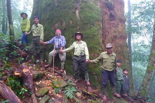 Cây gỗ quý được mệnh danh là 'báu vật' 2.000 năm tuổi, cao hơn 70m, phải 20 người ôm mới xuể