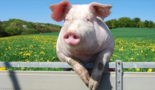 ‘Heo ăn chay’ BAF thu lời trung bình 1,4 tỷ đồng/ngày, sản lượng đạt 548.000 con sau 9 tháng