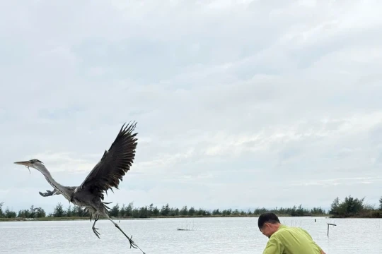 Cao điểm ngăn chặn săn bắt, buôn bán chim hoang dã