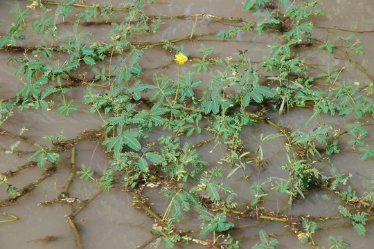 Rau dại mọc bờ mương một thời bị chê, nay thành đặc sản đắt khách: Trồng 1 tháng đã thu hoạch, bán quanh năm