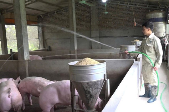 Từ điểm nóng dịch tả lợn châu Phi, nay Cần Thơ đã duy trì 21 ngày ‘sạch bệnh’ nhờ chăn nuôi không tiếp xúc, mở ra hướng đi mới cho nông nghiệp Việt Nam