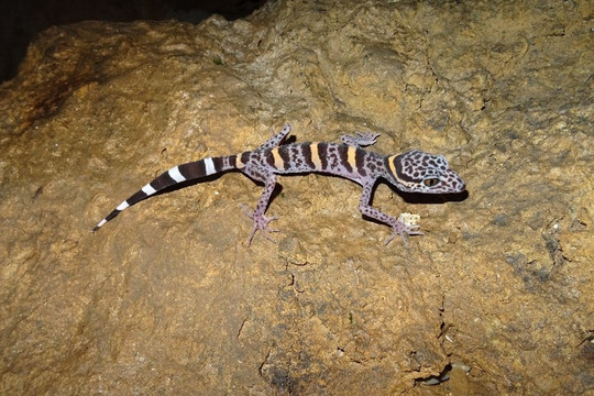 Việt Nam sở hữu 'báu vật' tự nhiên đang đứng trước nguy cơ bị xóa sổ, trên thế giới chỉ 2 nước có