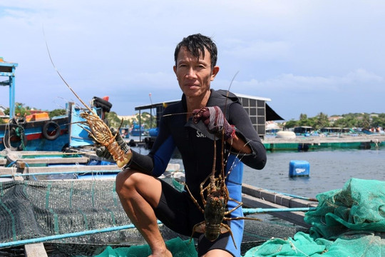 Bão Kalmaegi chưa vào, 'vua hải sản' đã rớt giá vì nỗi lo sợ mất trắng của ngư dân