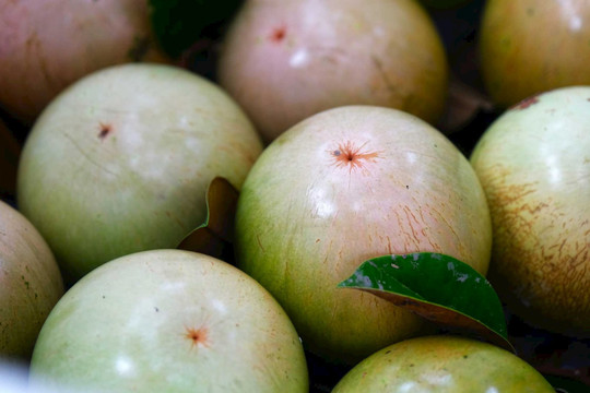 Một loại quả chỉ duy nhất Việt Nam xuất khẩu trên thế giới: Mỹ, Trung Quốc mua ào ào dù giá cao, có người phải thốt lên 'độc nhất vô nhị'