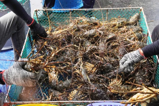 Người dân thủ phủ tôm hùm bán tháo tôm hùm 'chạy bão', thương lái đổ xô đến mua