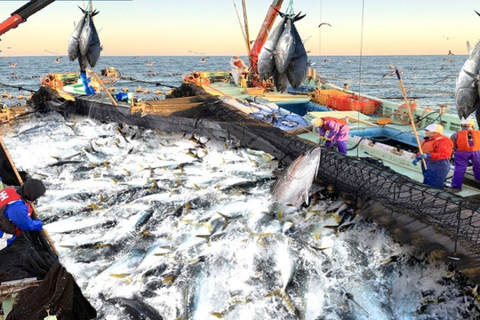 Mặt hàng xuất khẩu trăm triệu USD trước cửa thuế 0% tại Mỹ: VASEP cảnh báo 'cơ hội không tự biến thành lợi ích'