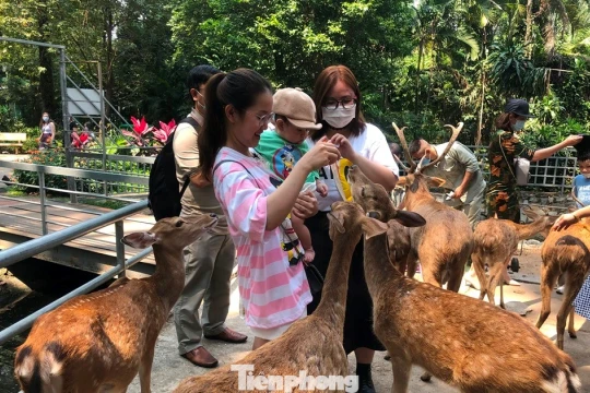 Bất ngờ doanh thu của vườn thú từng bị 'sờ gáy' vì nợ thuế