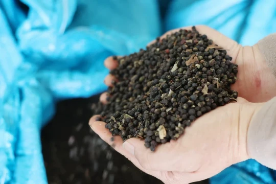 Hồ tiêu Việt Nam sắp lập đỉnh mới trong lịch sử xuất khẩu