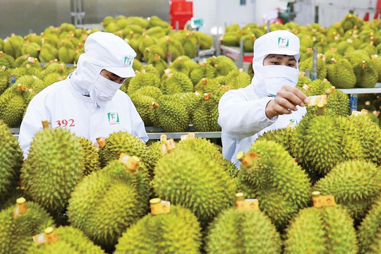 Khởi tố 17 người trong đường dây gian lận xuất khẩu sầu riêng sang Trung Quốc