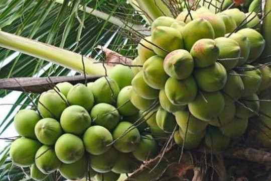 Đúng vụ thu hoạch rộ, dừa tươi miền Tây từng là vua lợi nhuận bỗng rơi tự do 'giá rẻ như cho'