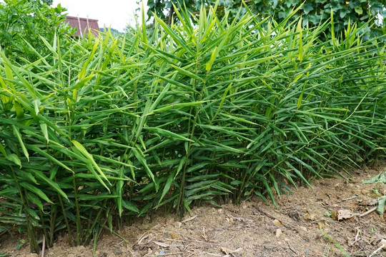 Việt Nam sở hữu 'cặp đôi củ gia vị' được ví như 'mỏ vàng dưới lòng đất': Xuất khẩu thu hơn 48 triệu USD, lọt top 3 toàn cầu