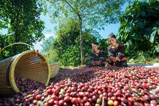 Một cường quốc cà phê ở Bắc Mỹ bất ngờ gom hạt Robusta từ Việt Nam nhiều nhất lịch sử, giá trị tăng gấp 35 lần