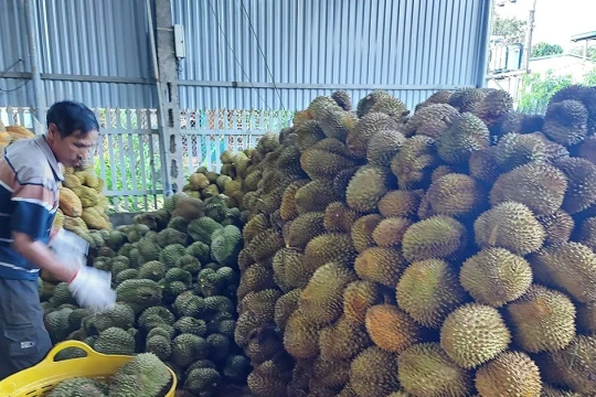 Cần lập lại trật tự ngành hàng sầu riêng