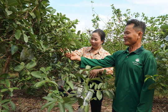 Bỏ lúa sang trồng loại quả giá chỉ 5.000 đồng/kg, nông dân Cần Thơ từng bị chê dại giờ thành đại gia