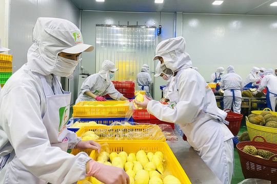 Việt Nam sở hữu 'siêu trái cây' khiến Trung Quốc mê mẩn: Giá rẻ hơn Thái Lan đến 15%, góp phần đưa xuất khẩu rau quả lập kỷ lục