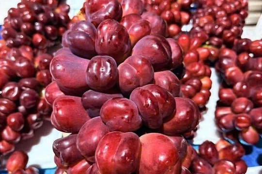 Nho Trung Quốc ồ ạt về Việt Nam, giá rẻ như cho, dân buôn bán cả tấn mỗi ngày